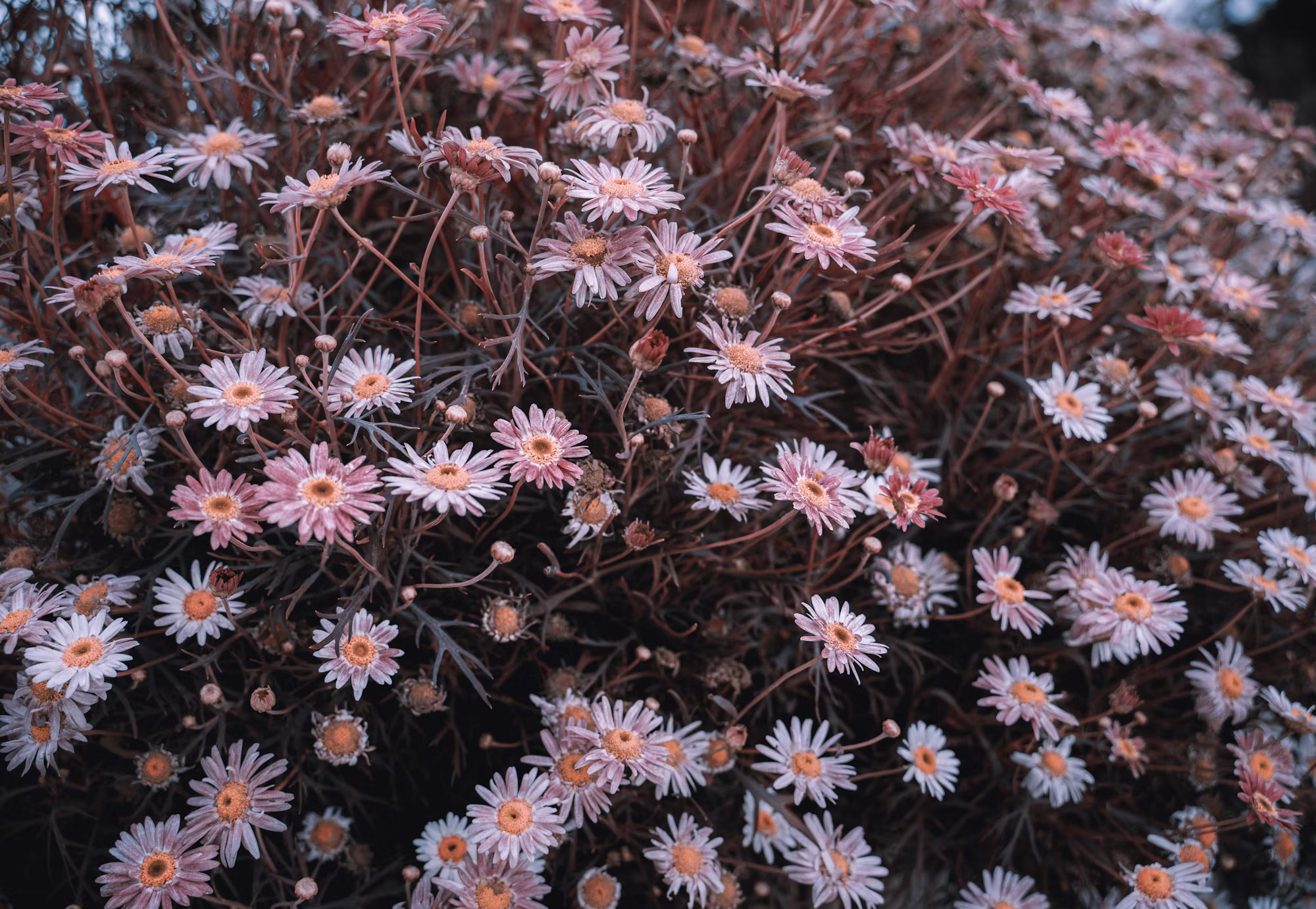 Creating a Sustainable Garden: Tips for Eco-Friendly Gardening